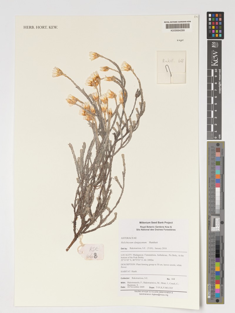Helichrysum danguyanum
