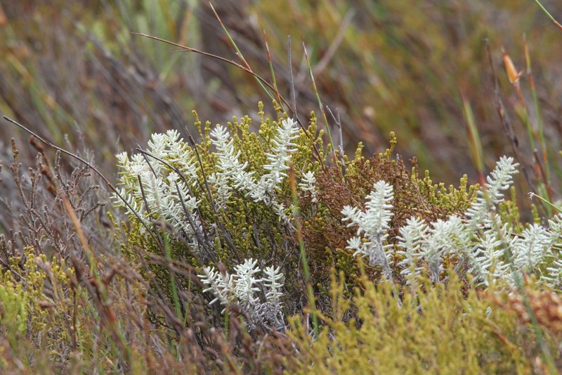 Helichrysum dasyanthum