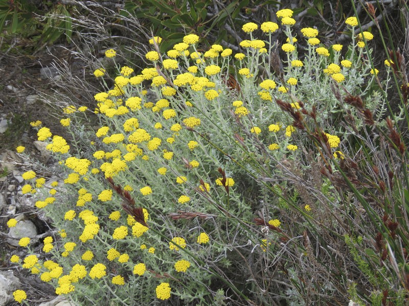Helichrysum dasyanthum photo 2
