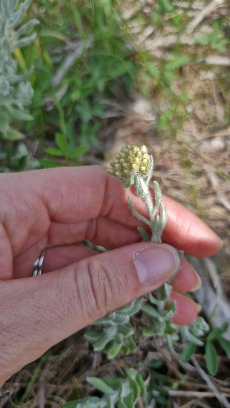 Helichrysum dasyanthum photo 3
