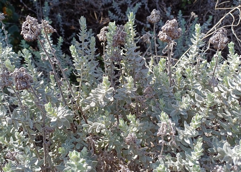 Helichrysum dasyanthum photo 4