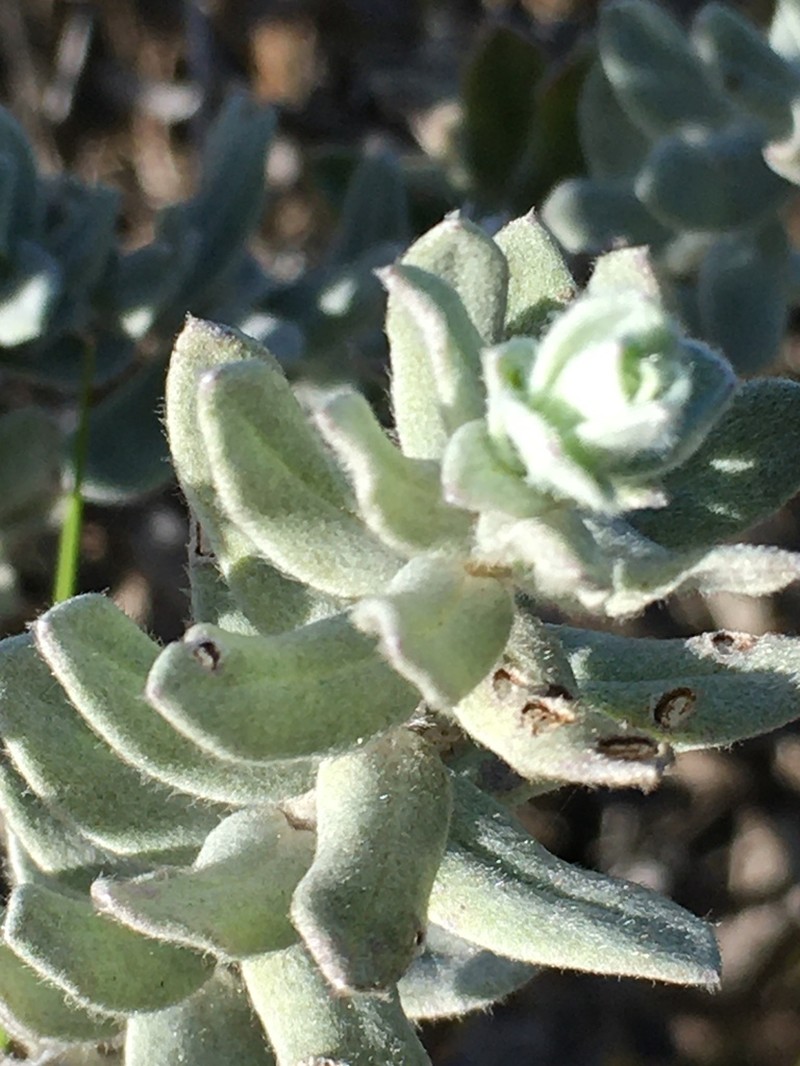 Helichrysum dasyanthum photo 5