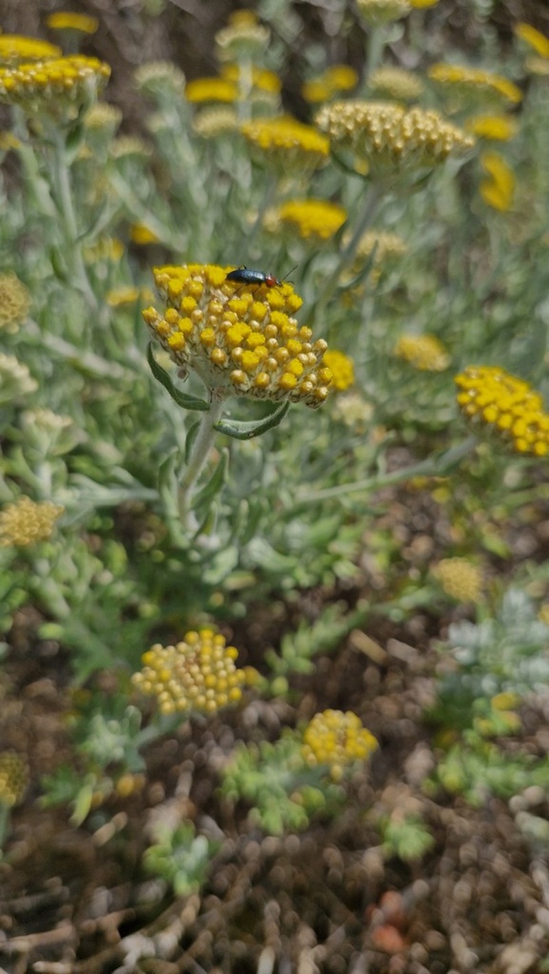 Helichrysum dasyanthum photo 6
