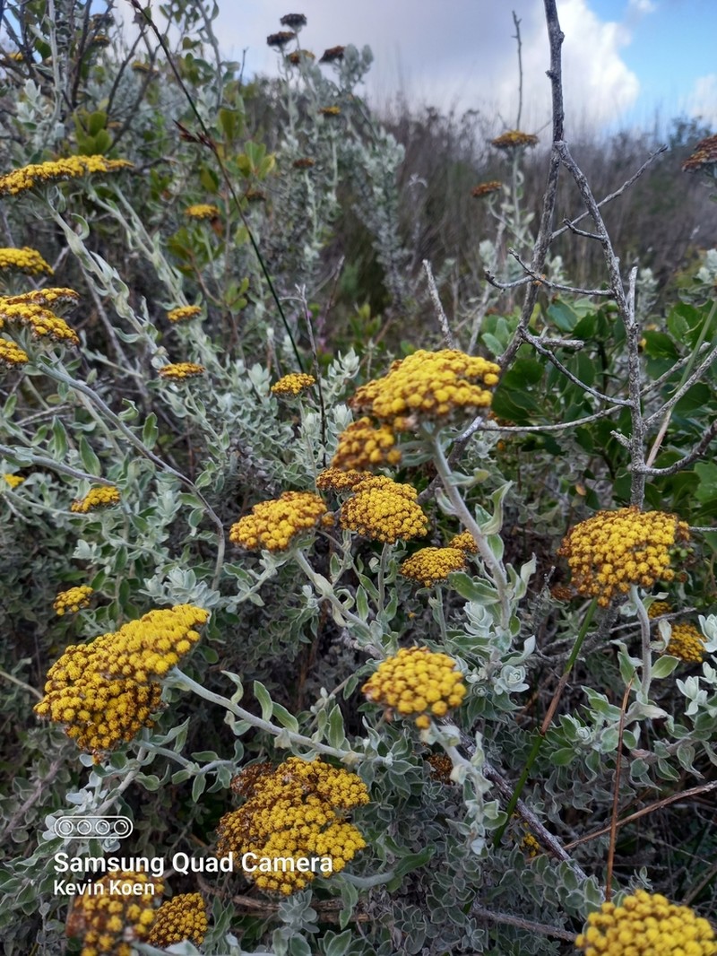 Helichrysum dasyanthum photo 7