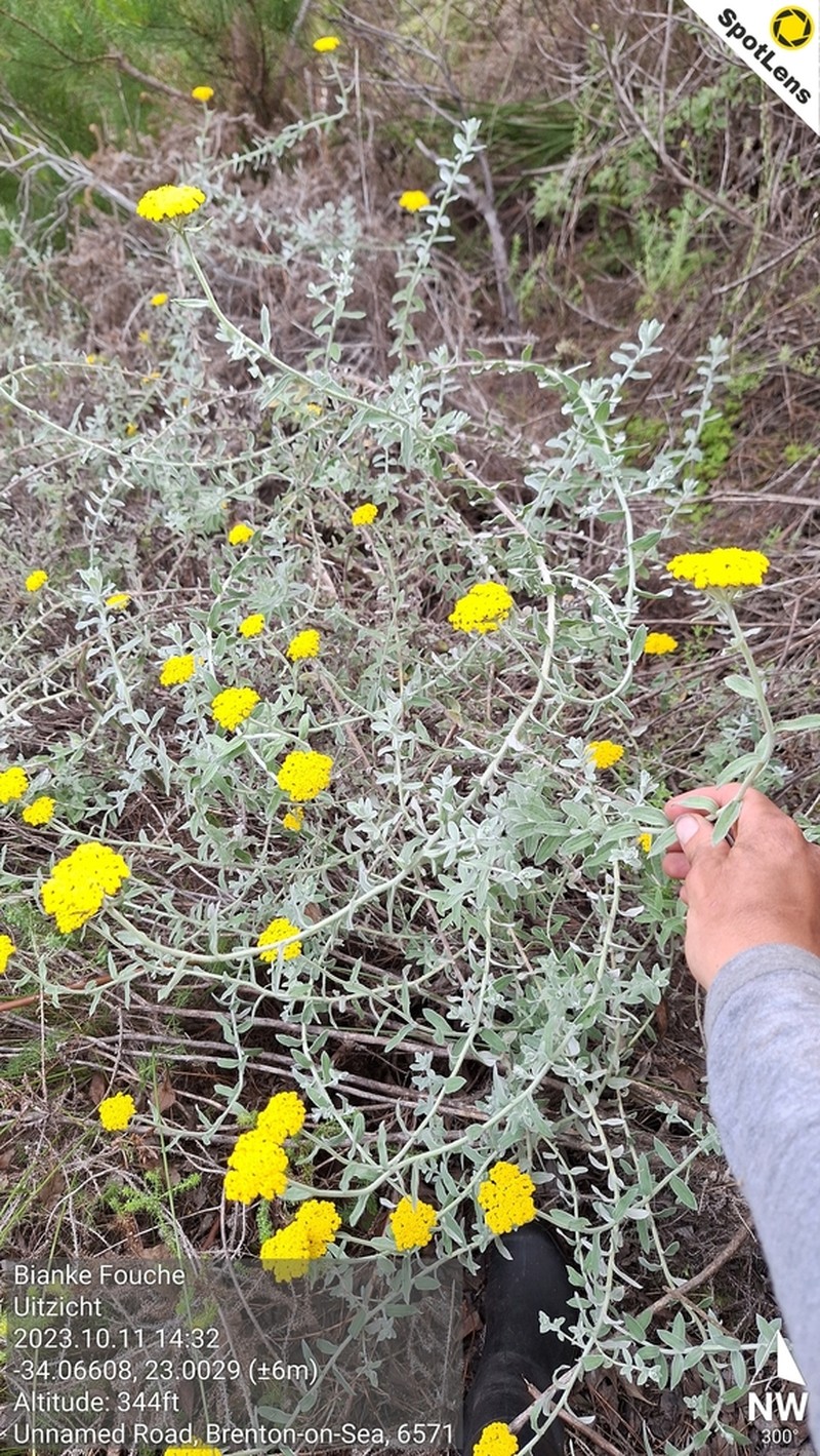 Helichrysum dasyanthum photo 8