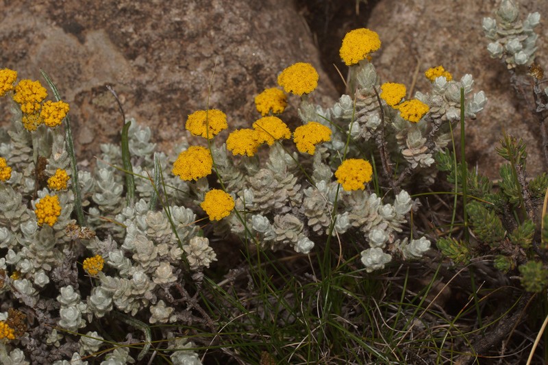 Helichrysum dasycephalum