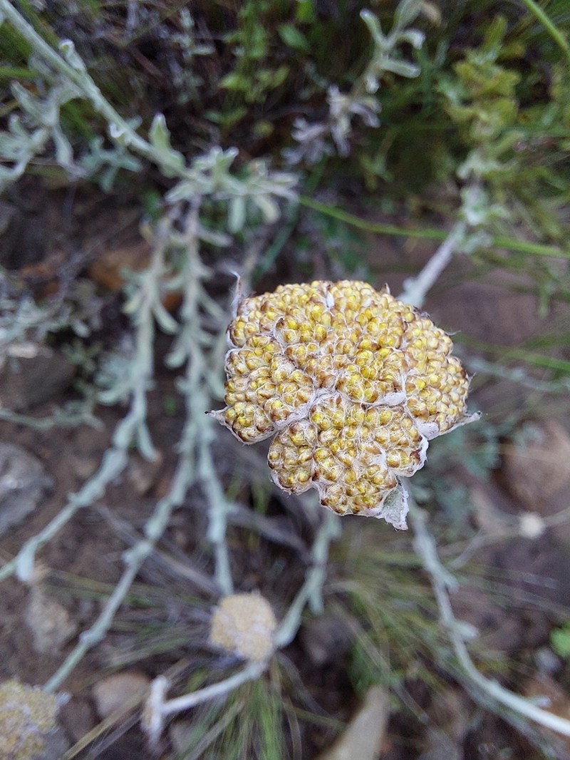 Helichrysum dasycephalum photo 2