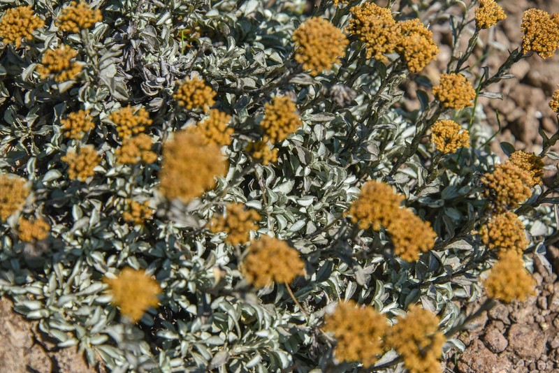 Helichrysum dasycephalum photo 3