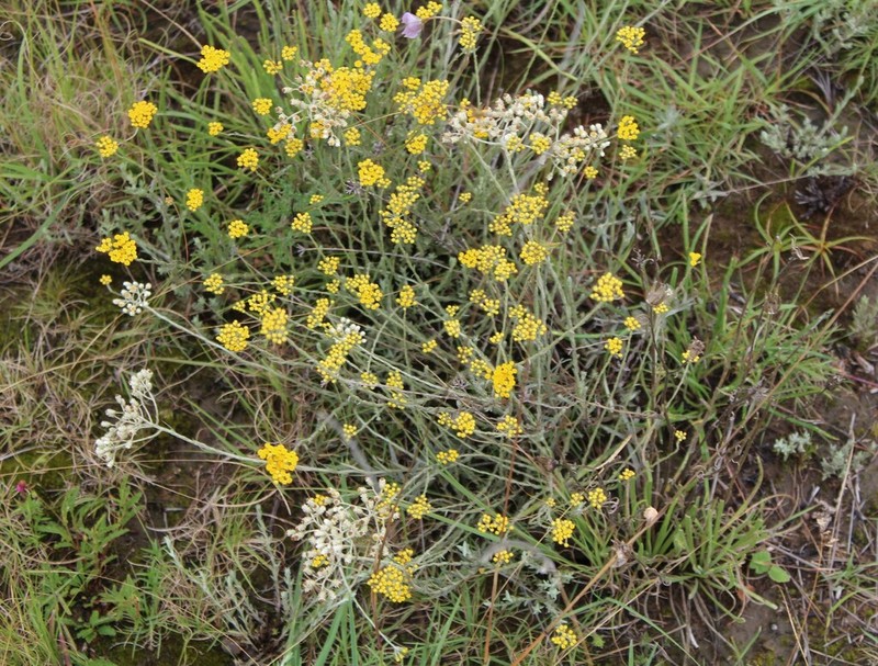 Helichrysum dasycephalum photo 4