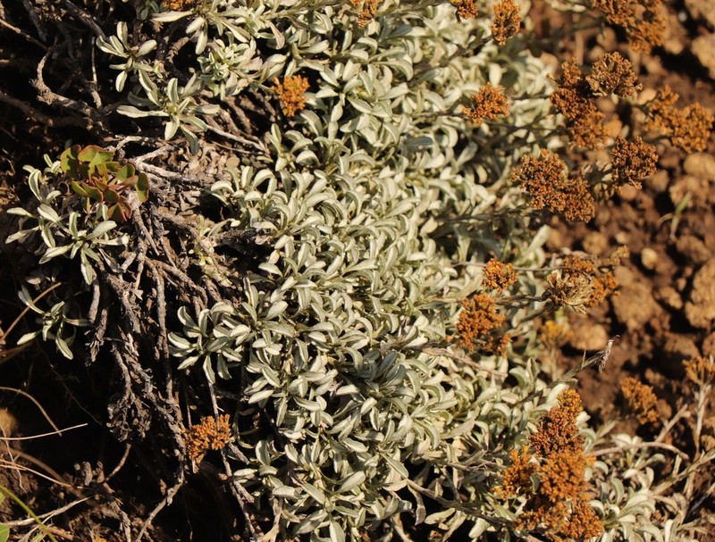 Helichrysum dasycephalum photo 5