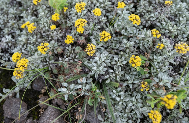 Helichrysum dasycephalum photo 6