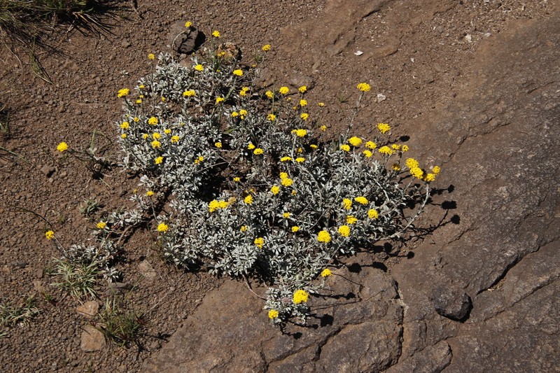 Helichrysum dasycephalum photo 8