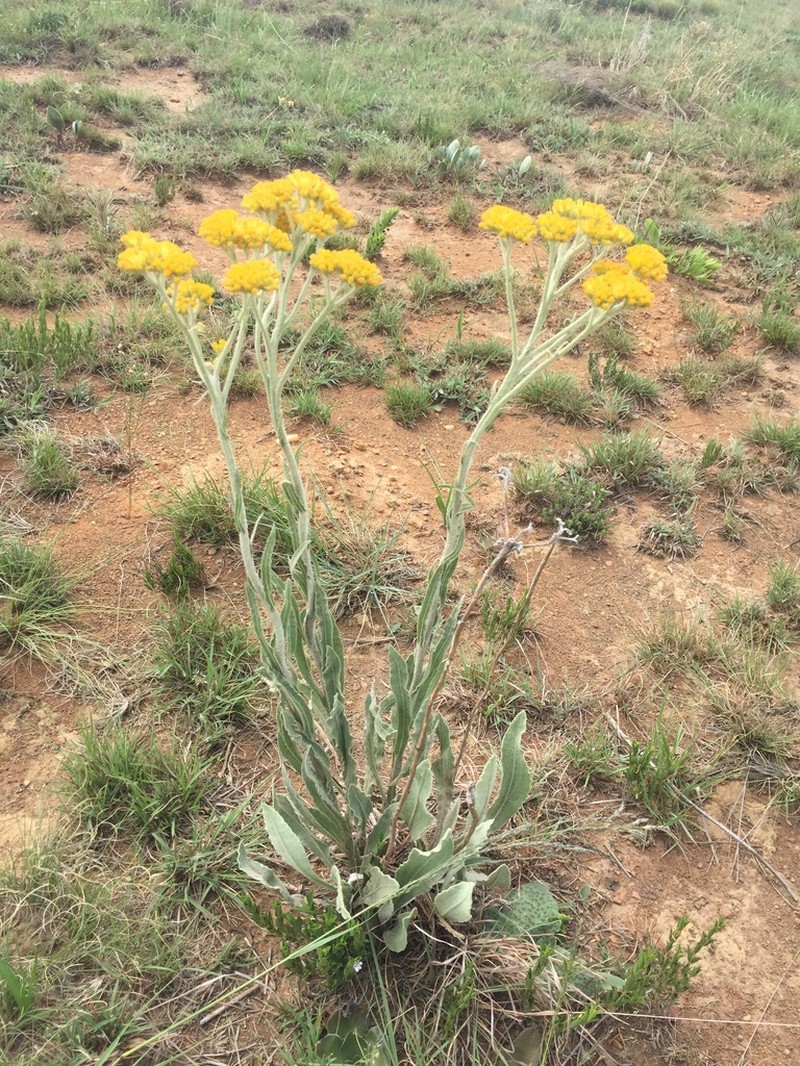 Helichrysum dasymallum