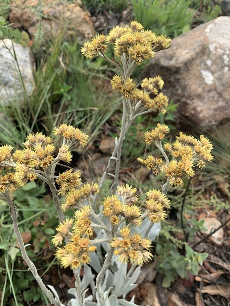 Helichrysum dasymallum photo 2