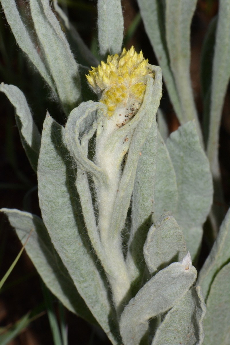 Helichrysum dasymallum photo 3