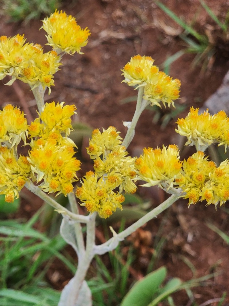 Helichrysum dasymallum photo 4