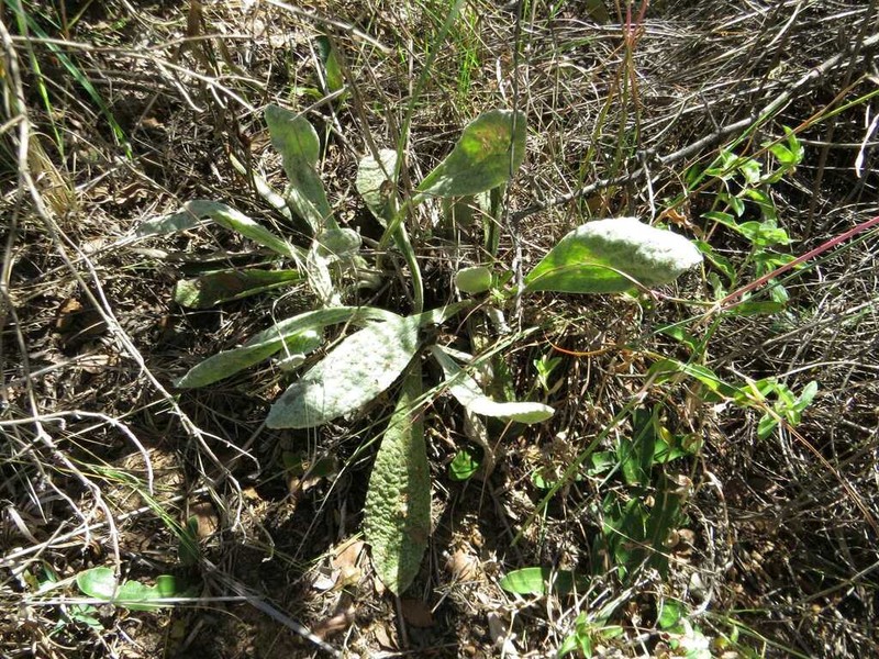 Helichrysum dasymallum photo 5