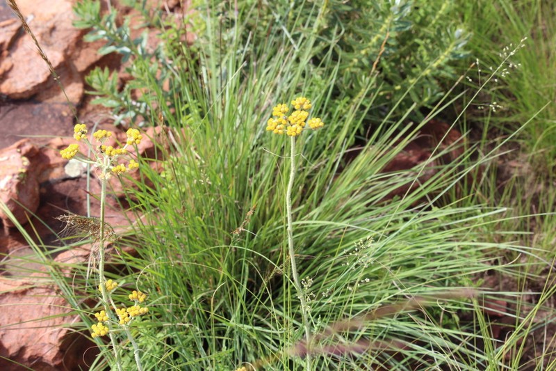 Helichrysum dasymallum photo 6