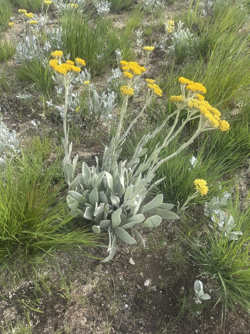 Helichrysum dasymallum photo 7
