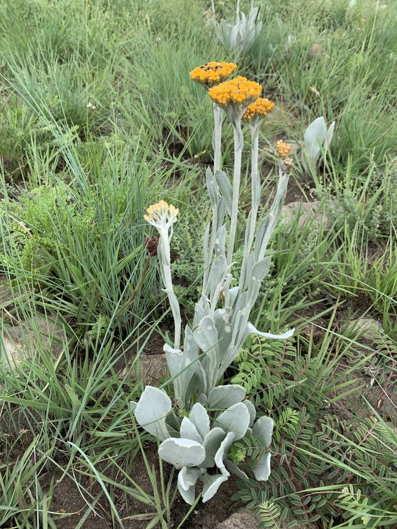 Helichrysum dasymallum photo 8