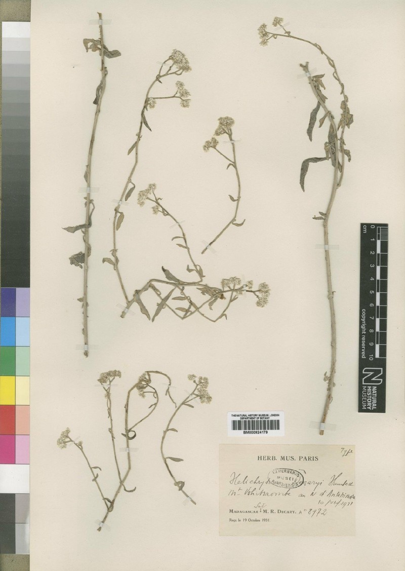 Helichrysum decaryi photo 2
