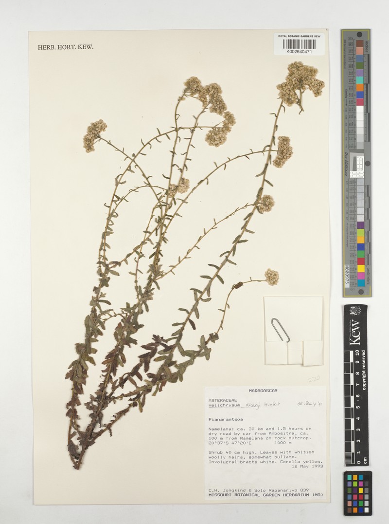 Helichrysum decaryi var. decaryi