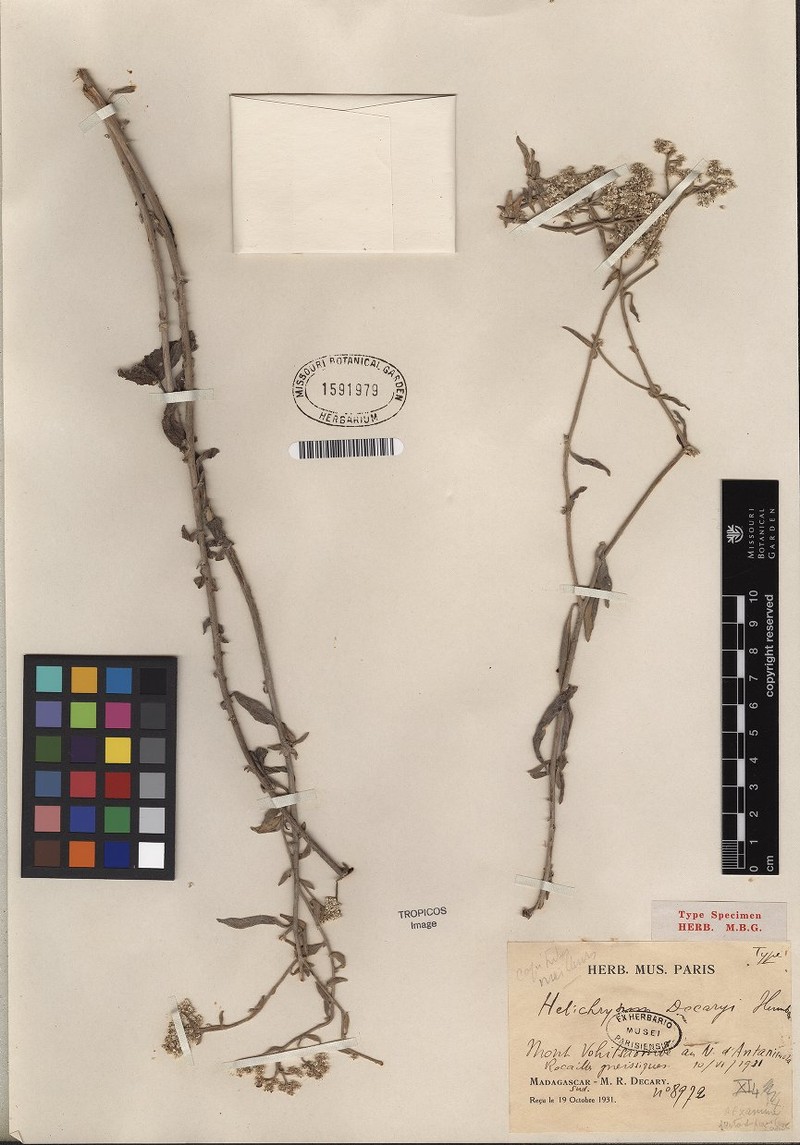 Helichrysum decaryi var. decaryi photo 2