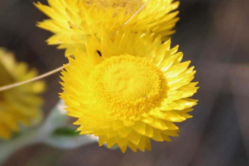 Helichrysum decorum