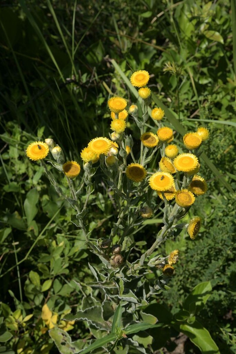 Helichrysum decorum photo 2