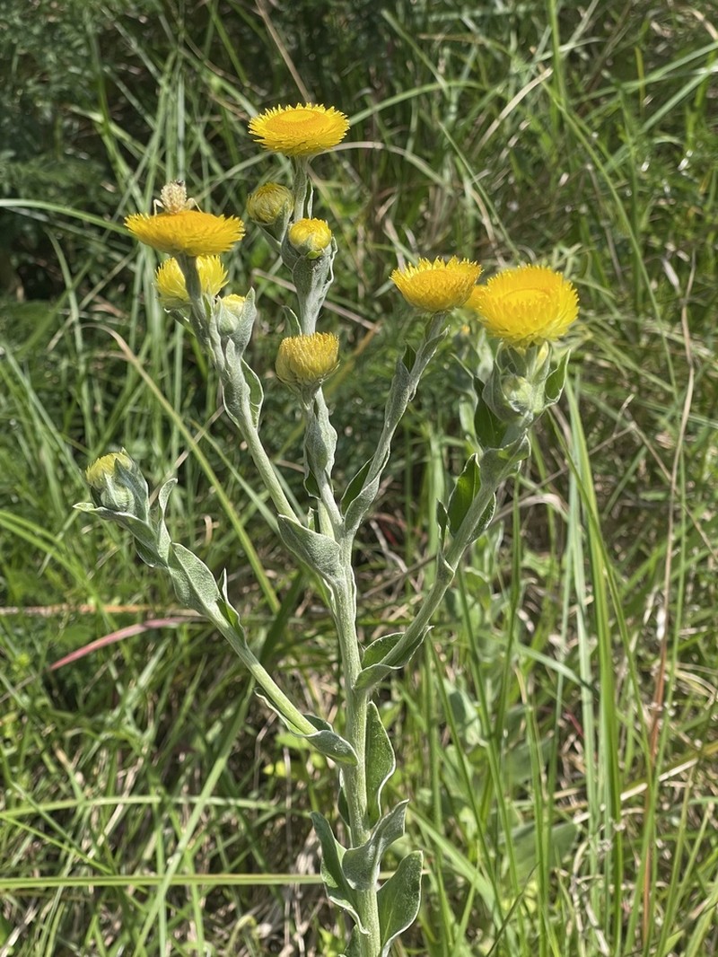 Helichrysum decorum photo 3