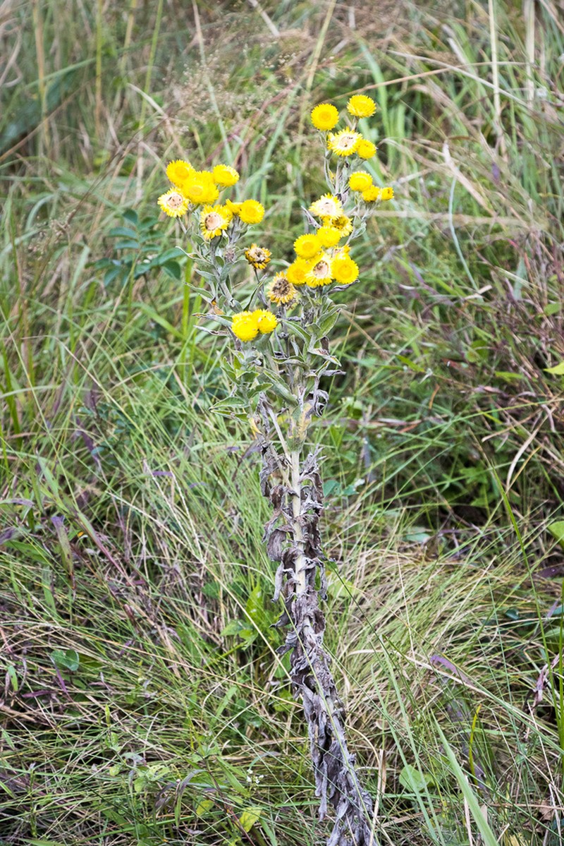 Helichrysum decorum photo 4