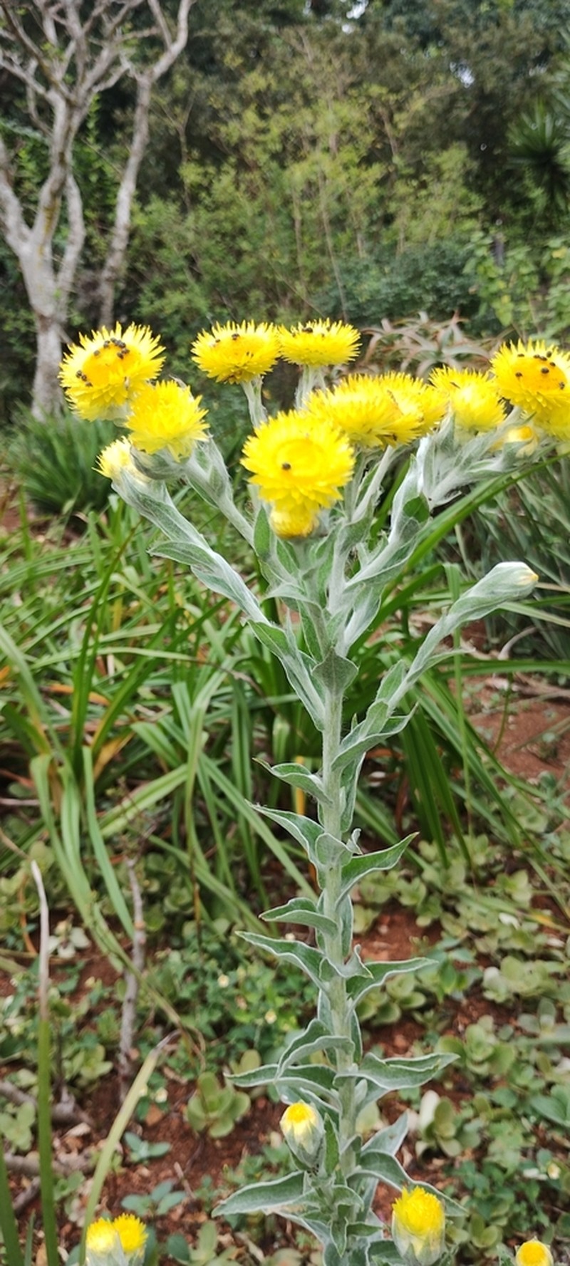 Helichrysum decorum photo 5