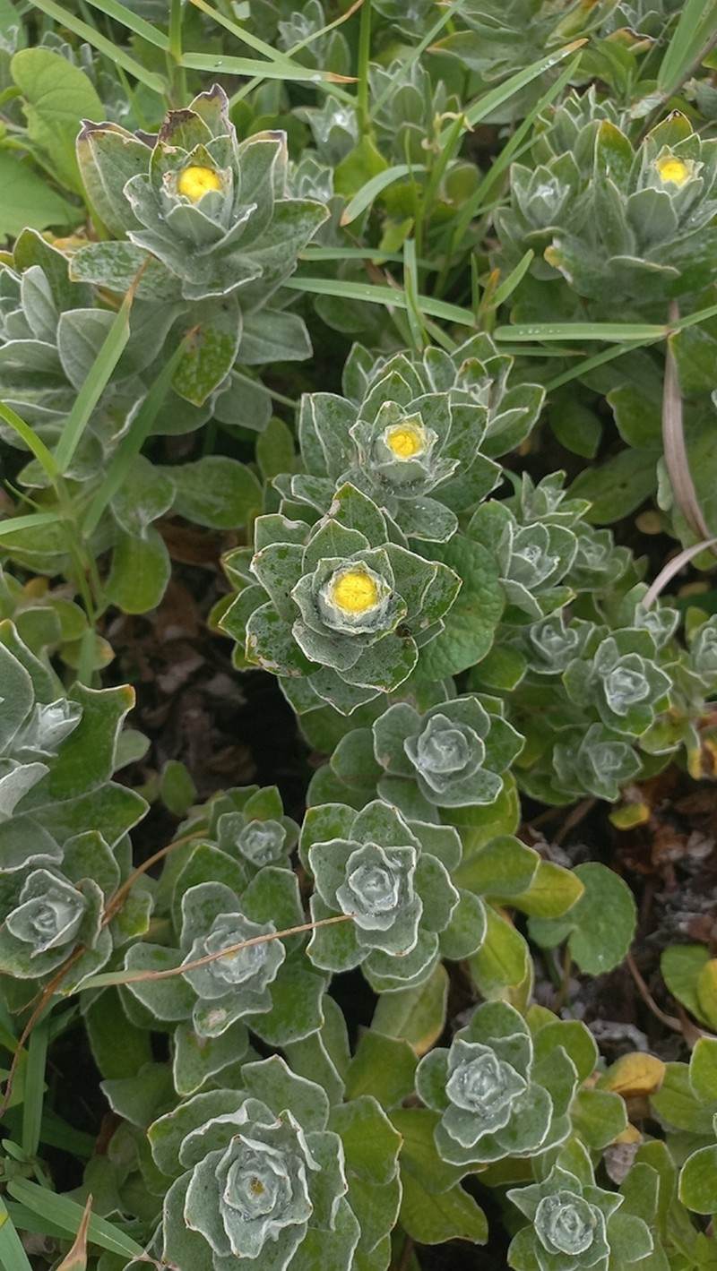 Helichrysum decorum photo 6
