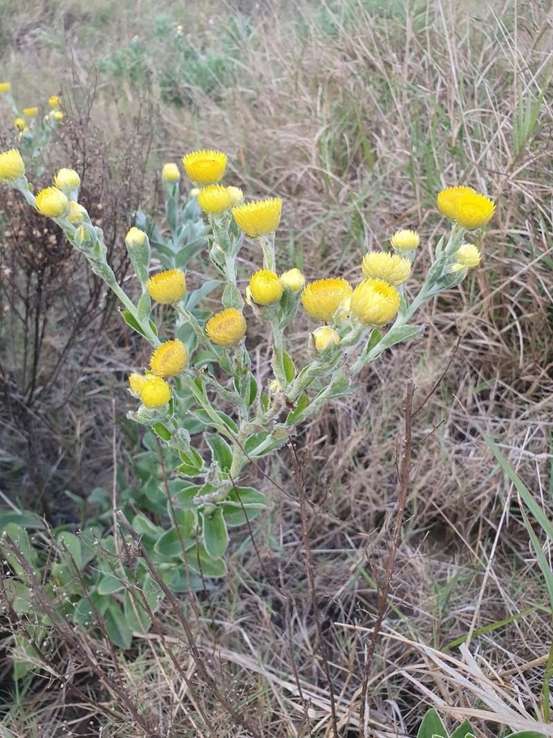 Helichrysum decorum photo 7