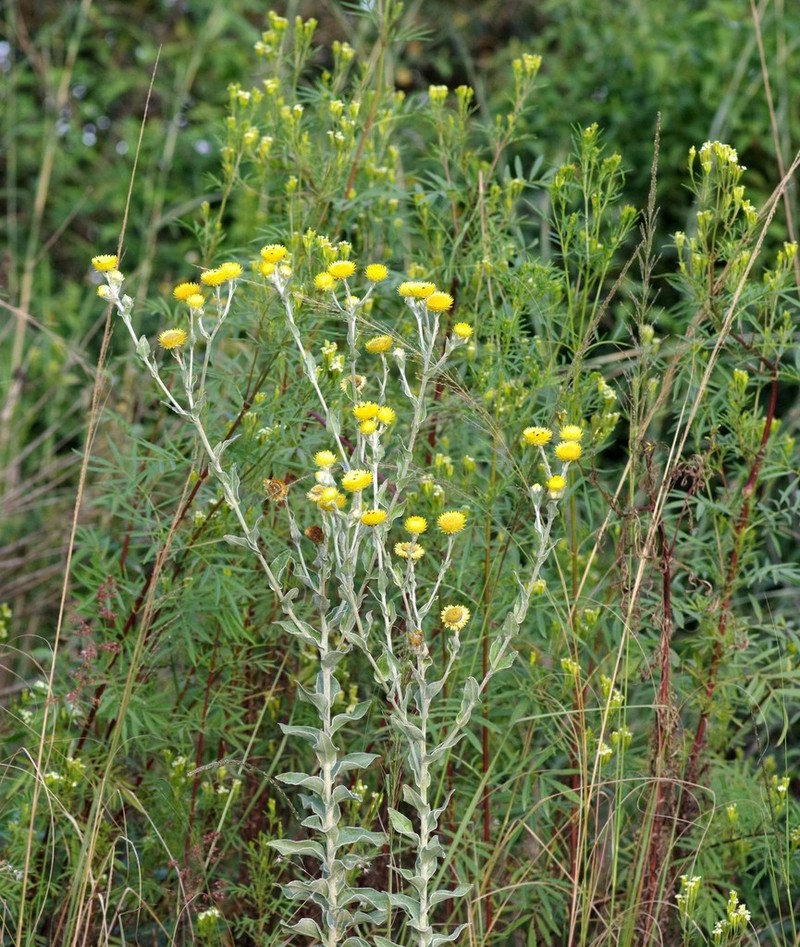 Helichrysum decorum photo 8