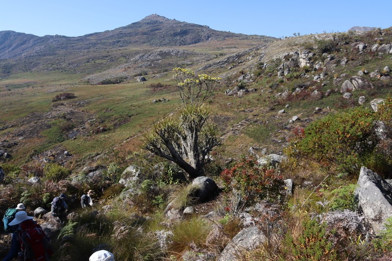 Helichrysum densiflorum