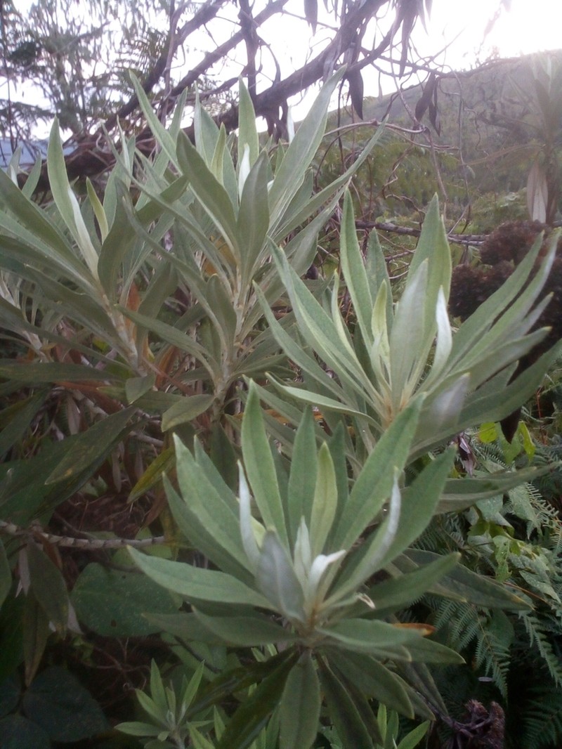 Helichrysum densiflorum photo 2