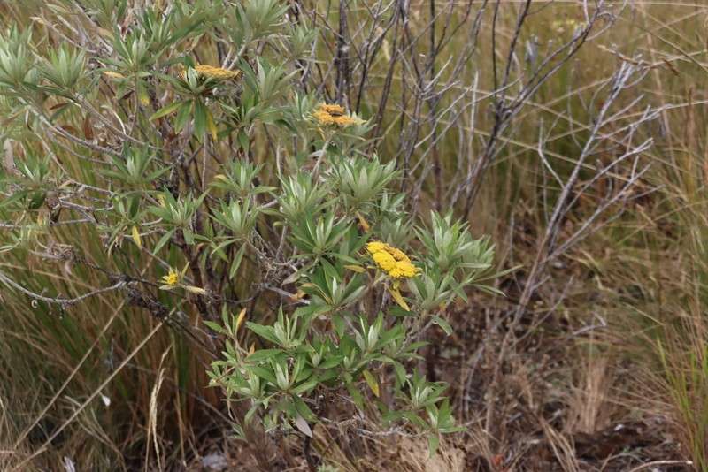 Helichrysum densiflorum photo 3
