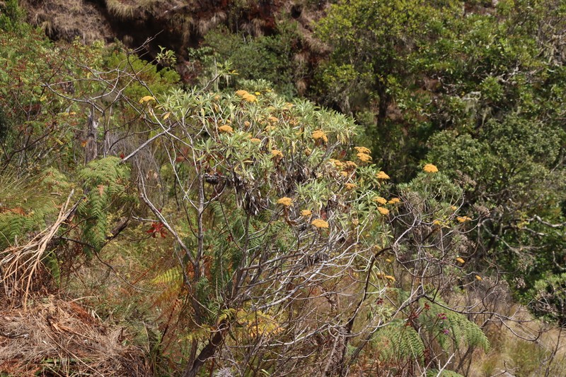 Helichrysum densiflorum photo 4