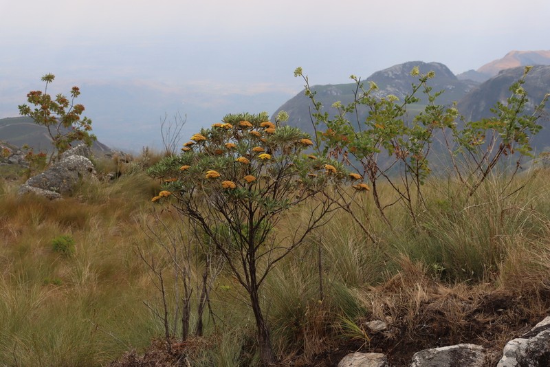 Helichrysum densiflorum photo 6