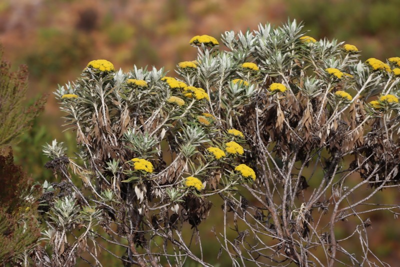 Helichrysum densiflorum photo 7