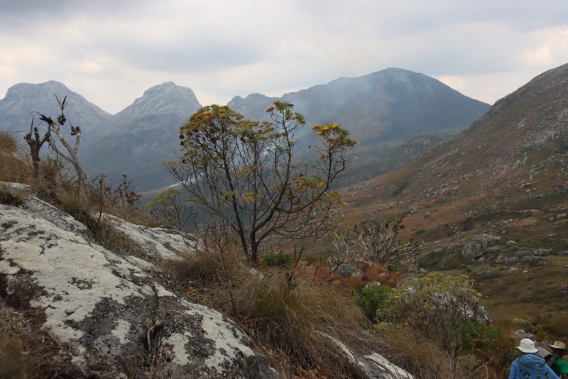 Helichrysum densiflorum photo 8
