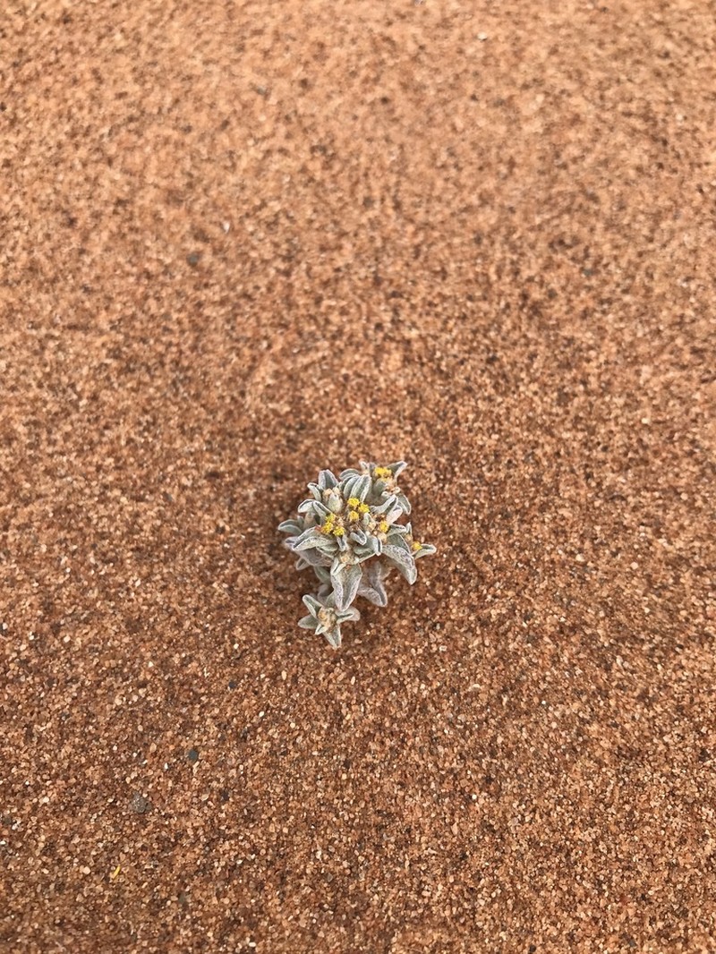 Helichrysum deserticola
