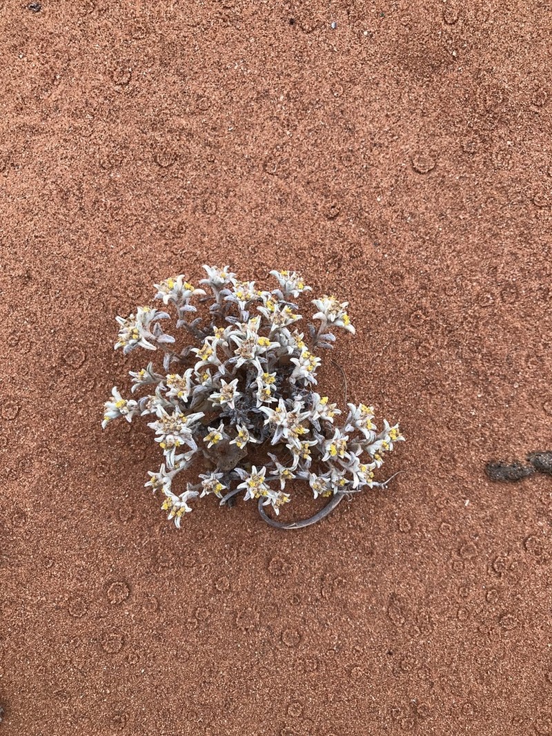 Helichrysum deserticola photo 2