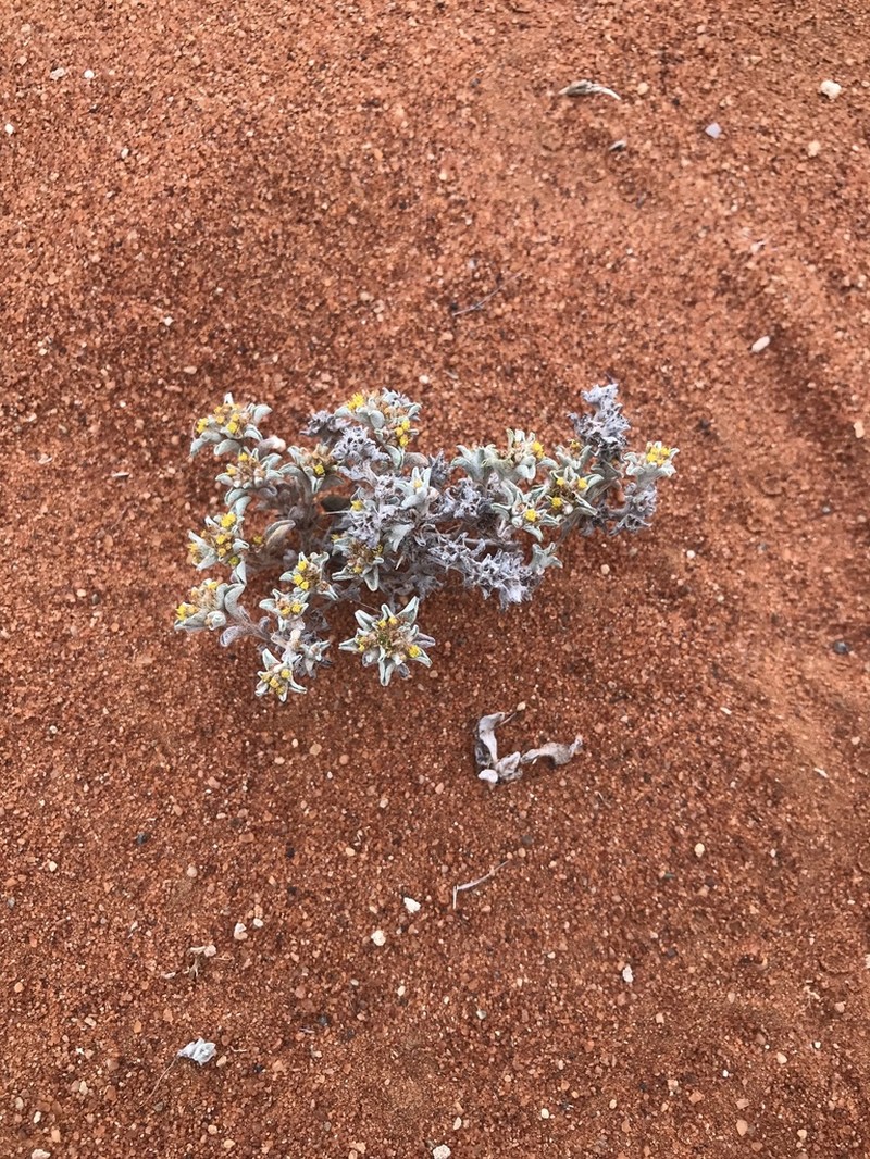 Helichrysum deserticola photo 3