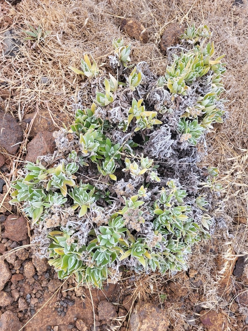 Helichrysum devium