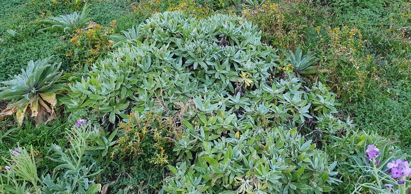 Helichrysum devium photo 2