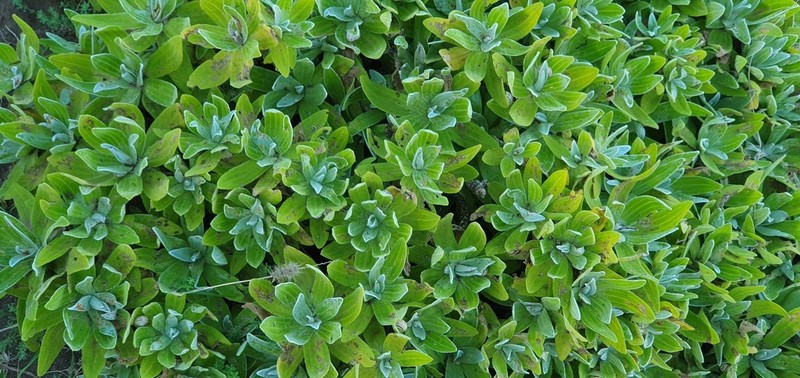 Helichrysum devium photo 3
