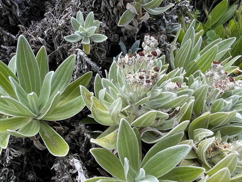 Helichrysum devium photo 4