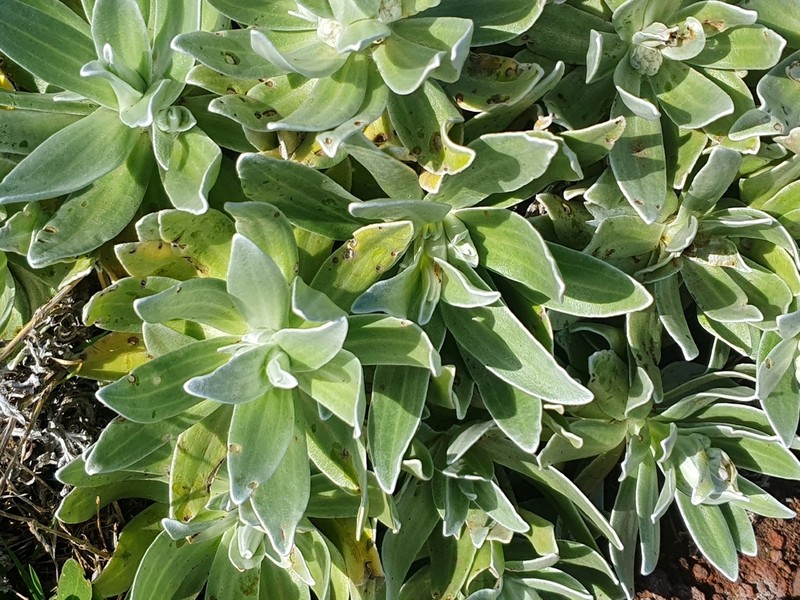 Helichrysum devium photo 5